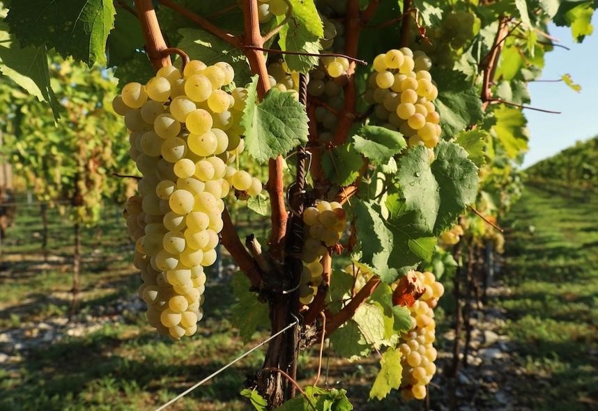 Ribolla Gialla: the delicate and balanced wine of Friuli Venezia-Giulia